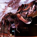 Calculan cuántos tiranosaurios dejaron su huella en la Tierra ciencia