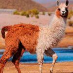 Perú desarrolla tratamiento contra el coronavirus utilizando anticuerpos de las llamas ciencia