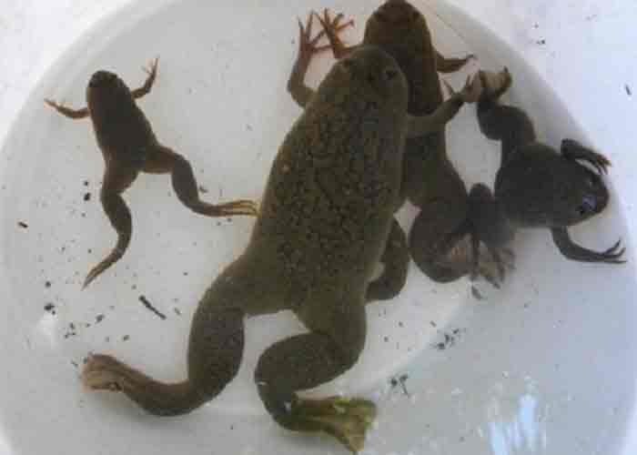 1_diqRKLt estados unidos