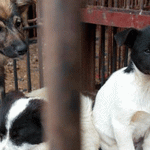 China prohíbe el consumo de carne de perros y gatos china