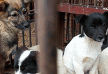 China prohíbe el consumo de carne de perros y gatos china