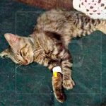 Sujetos abusan de un gato en Tegucigalpa, Honduras (VIDEO) honduras