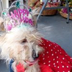 Masaya celebra la tradicional fiesta de San Lázaro nicaragua