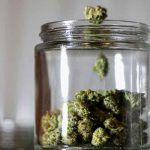 EE.UU.: 4 estados harán referendo sobre legalizar la marihuana estados unidos