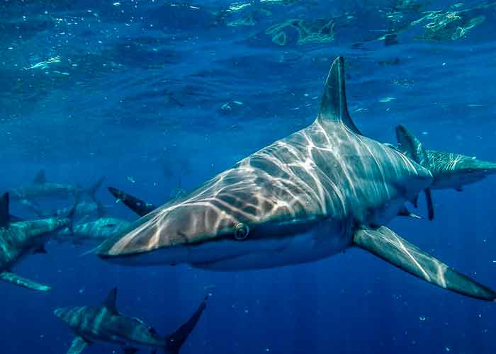 1_h2oJ4SU estados unidos