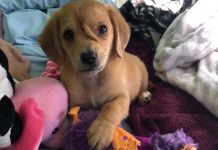 Nace el primer «perro unicornio» en Estados Unidos estados unidos