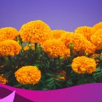 Sabías sobre las cualidades curativas de la flor de muertos mexico