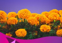Sabías sobre las cualidades curativas de la flor de muertos mexico