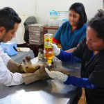 Fallece oso hormiguero tras incendio forestal en El Salvador el salvador