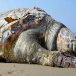 Encuentran muerta una tortuga gigante de 2,5 metros de largo en Australia australia