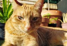 ¿Por qué se celebra tres veces al año el Día del Gato? tendencia