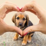 El Día de los Enamorados se extiende a las mascotas estadounidenses estados unidos