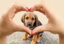 El Día de los Enamorados se extiende a las mascotas estadounidenses estados unidos