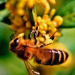 Graban hábitos de las abejas dentro de una colmena nunca antes vistos ciencia
