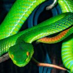 España: Joven que vivía con 25 serpientes muere tras ser mordido por una de ellas espana