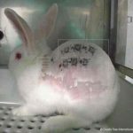 El silencio del maltrato animal en laboratorios de España espana