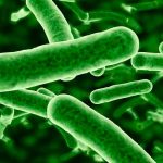 Bacteria recurre a la mecánica cuántica para sobrevivir biologia
