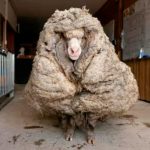 ¡Insólito! Una oveja fue despojada de 35 kilogramos de pelaje australia