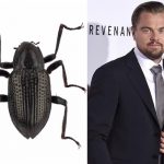 Un escarabajo llamado Leonardo DiCaprio malasia