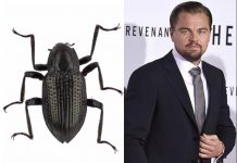 Un escarabajo llamado Leonardo DiCaprio malasia