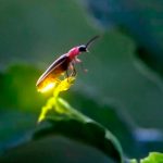 Luz artificial nocturna afecta apareamiento de las luciérnagas ciencia