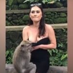 VÍDEO: Mono descarado intenta bajarle el vestido a una turista en Indonesia mono