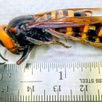 EE.UU: Avispones asiáticos ‘asesinos’ podrían reaparecer, alertan expertos estados unidos