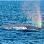 Satelites revelan el peligro que enfrentan las ballenas azules ballenas azules