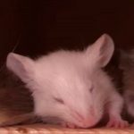 Alemania: Científicos logran que un ratón paralítico vuelva a caminar alemania