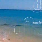 Delfines son vistos en la orillas de la  playa de Little Corn Island nicaragua