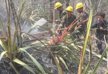 Nueva Segovia: Incendio se sale de control y arrasa con dos manzanas de pasto nicaragua