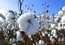 Brasil prevé ser el segundo mayor exportador de algodón en el mundo produccion