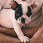 ¿Cómo proteger a tus mascotas de la pirotecnia? salud