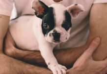 ¿Cómo proteger a tus mascotas de la pirotecnia? salud