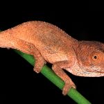 Una nueva especie de camaleón endémico es descubierta  en Etiopía ciencia