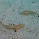 El cambio climático afecta a la vitalidad y al tamaño de los tiburones ciencia