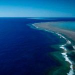 Descubren un coral más alto que el Empire State en Australia ciencia