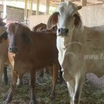 Producción bovina, porcina y de leche creció en Nicaragua durante 2019 nicaragua
