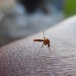 Brote de dengue en Perú deja al menos 22 muertos peru