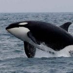 Las Orcas podrían estar detrás de la desaparición de tiburones blancos en Sudáfrica ciencia