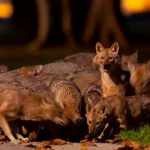 Rusia: Entrenan perros chacales para que aprendan a detectar el COVID-19 rusia