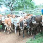 Carne de bovino, el café y el oro lideran las exportaciones en Nicaragua nicaragua