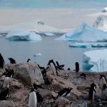 Proponen nueva clasificación de la Antártida según la vegetación ciencia