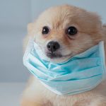 Canadá: Afirman un nuevo «coronavirus canino» tras un brote de tos en las perreras canada