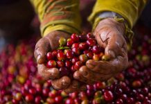 Caña, palma aceitera, café y arroz entre mayores cultivos de Costa Rica cafe