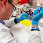 Descubren posible tratamiento contra la fiebre aftosa humana salud