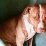 Médicos amputan pierna a ladrón tras ataque de dos perros pitbull argentina