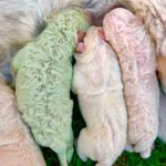 Italia: Nace un inusual cachorro de color verde italia