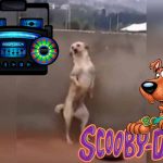 Video Viral: Conocé la triste verdad del perro que baila «Scooby Doo PaPa»