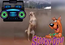 Video Viral: Conocé la triste verdad del perro que baila «Scooby Doo PaPa»